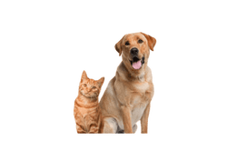 Pampered Pets